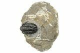 Detailed Gerastos Trilobite Fossil - Morocco #242754-2
